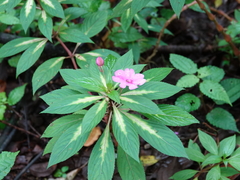 Impatiens