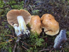 Cortinarius rubiginosus