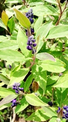Monnina