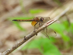 Trithemis aurora