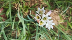 Nothoscordum