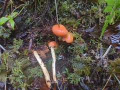 Pyrrhulomyces astragalinus