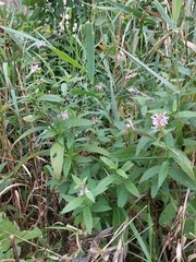 Stachys hispida