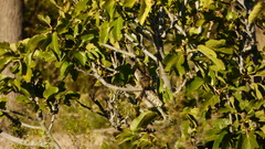 Leptasthenura aegithaloides