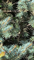 Picea pungens