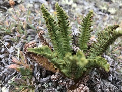 Dryopteris fragrans