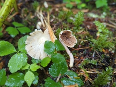 Pseudosperma sororium