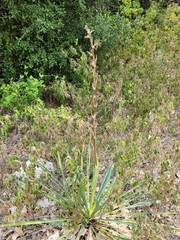 Yucca necopina