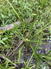 Sparganium americanum