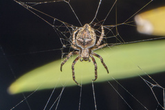 Hortophora