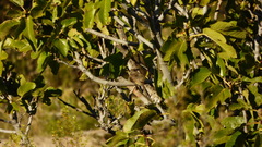 Leptasthenura aegithaloides