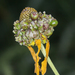 Prairie Coneflower Gall Midge - Photo (c) cassi saari, some rights reserved (CC BY-NC)