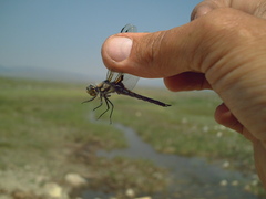 Libellula quadrimaculata