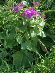 Pericallis × hybrida
