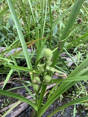 Sparganium americanum