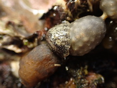 Onchidella nigricans