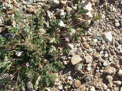 Erodium cicutarium