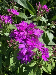 Pericallis × hybrida