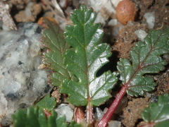 Erodium botrys