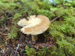 Russula crassotunicata