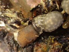 Onchidella nigricans