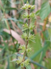 Stachys hispida