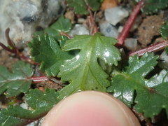 Erodium botrys