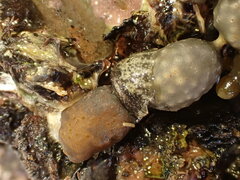 Onchidella nigricans