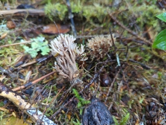 Clavulina castaneipes