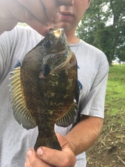 Lepomis gibbosus × macrochirus