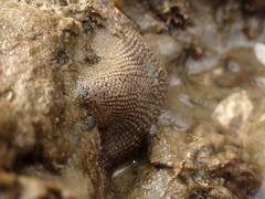 Patiriella regularis