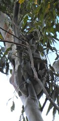 Phascolarctos cinereus