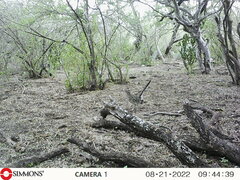 Geococcyx californianus