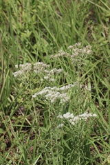 Eupatorium mohrii