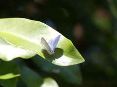 Eirmocides absimilis