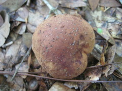 Tylopilus minor
