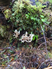 Clavulina cinerea