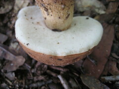 Tylopilus minor