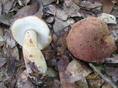 Tylopilus minor