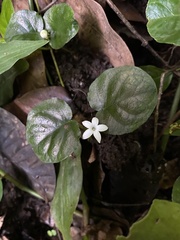 Geophila