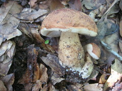 Tylopilus minor