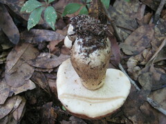 Tylopilus minor