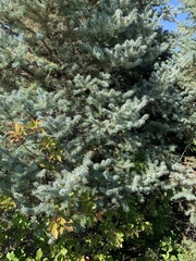 Picea pungens