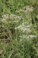Eupatorium mohrii