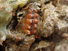 Cryptoconchus porosus