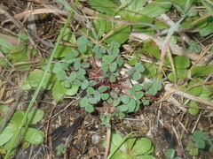Trifolieae
