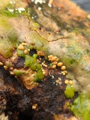 Trichoderma pulvinatum