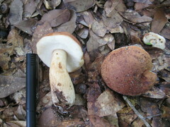Tylopilus minor