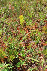 Solidago uliginosa