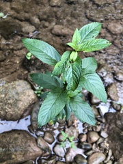 Mentha × piperita